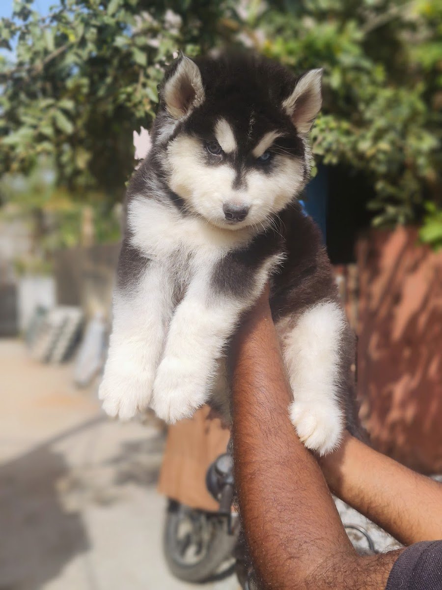 Home breed pets - Photo 2