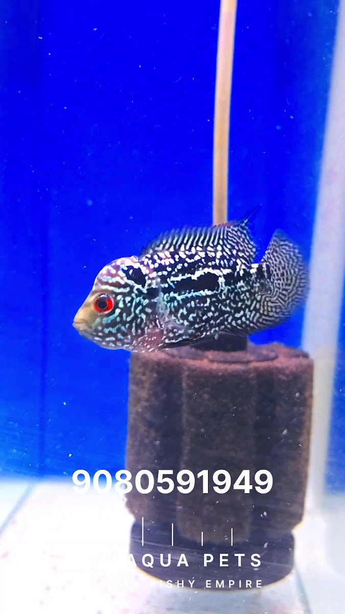 AL Aqua Pets - Photo 2