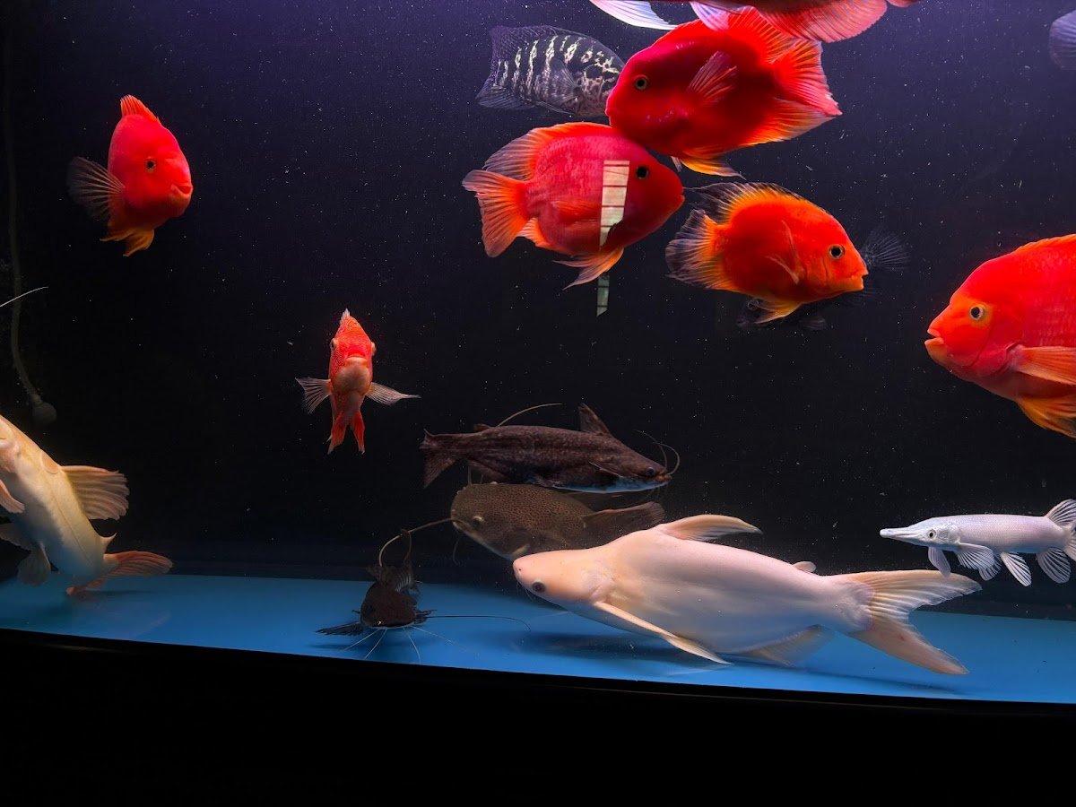 Dhuruvan Aquatics and Pets - Photo 2