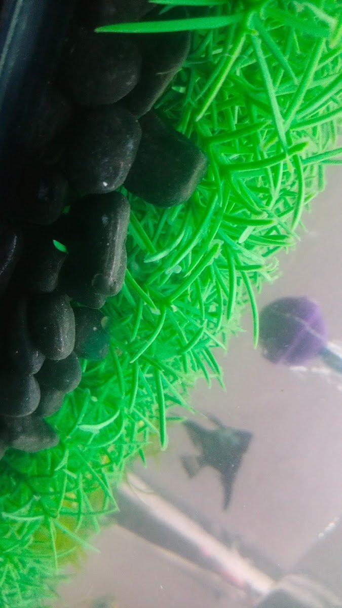 MS Aquarium - Photo 2