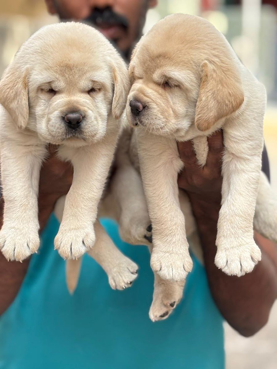 KARTHIKPETS - Photo 2