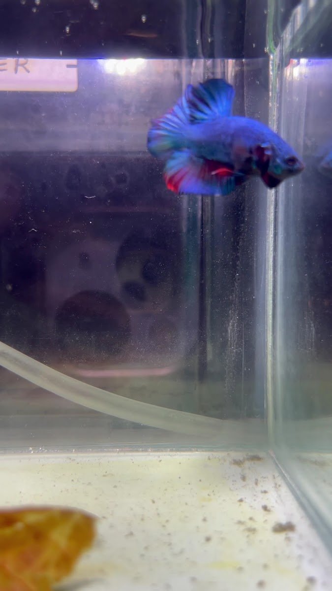 Anifins - Photo 2