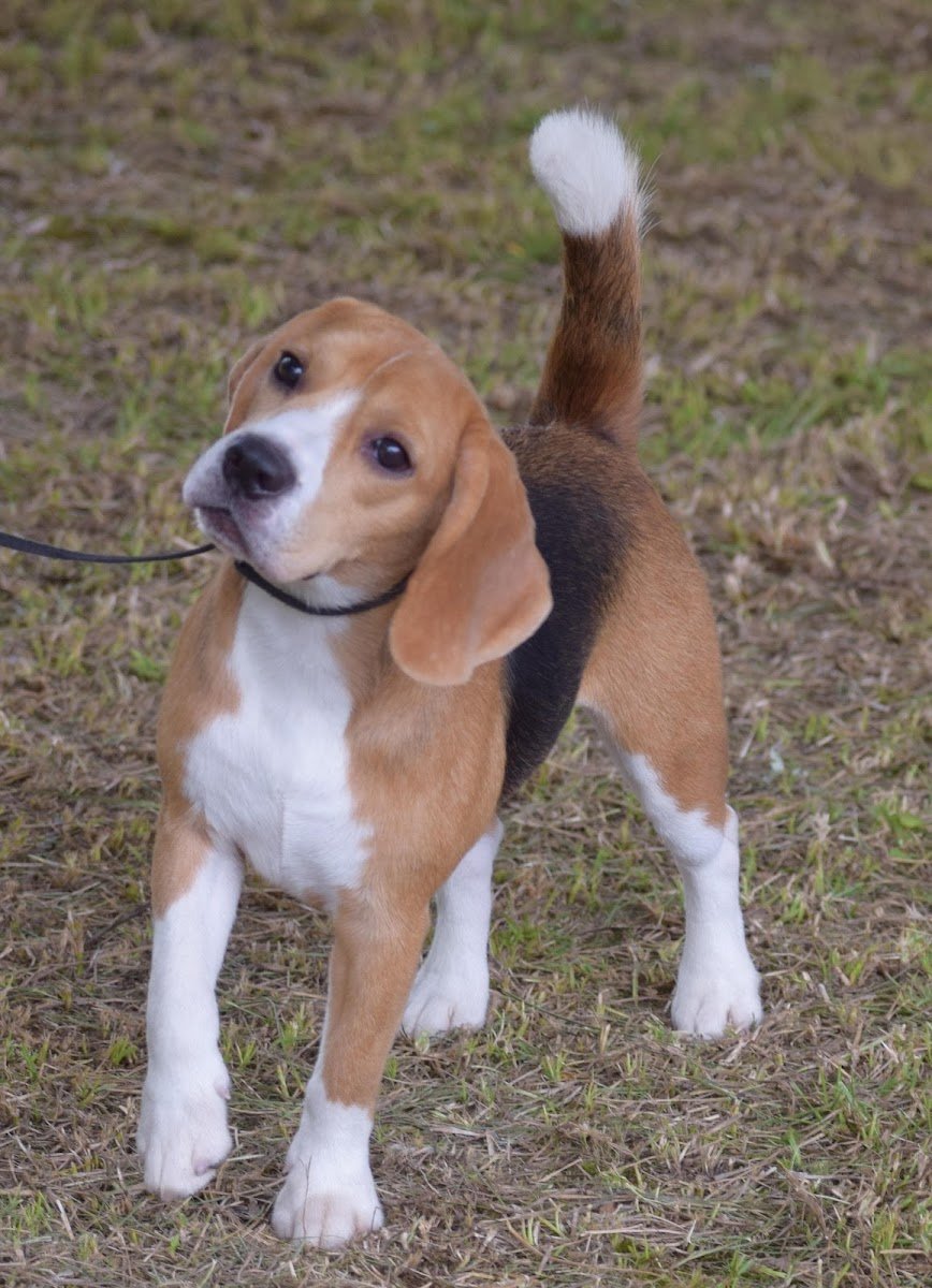 Cuepaws Kennel - Photo 2