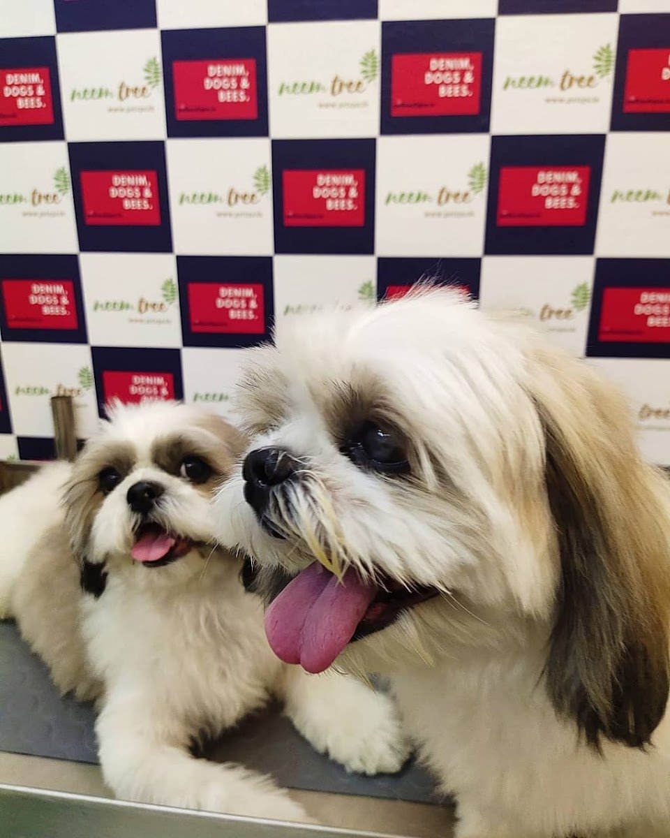 Neem Tree Pet Spa - Photo 2