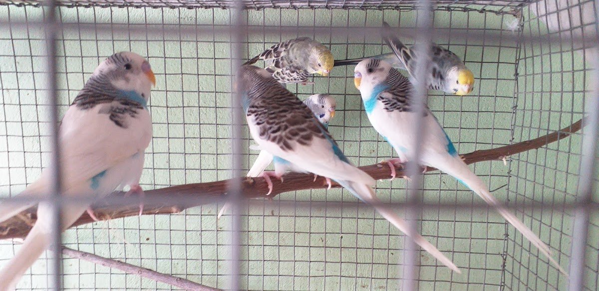 Birds pets shop - Photo 2