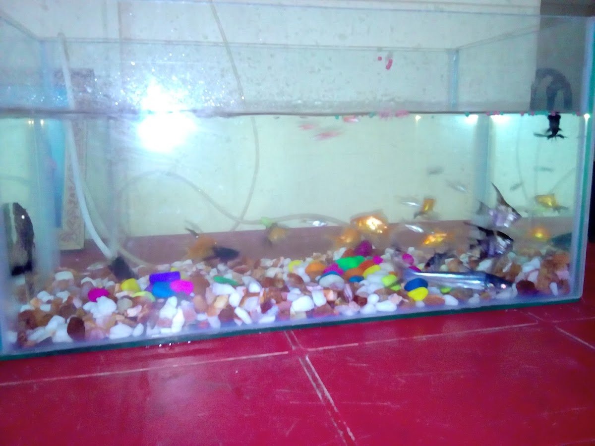 Tamed Pets - Photo 2