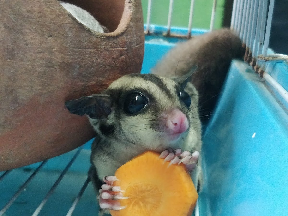 BK PET PARADISE - Photo 2