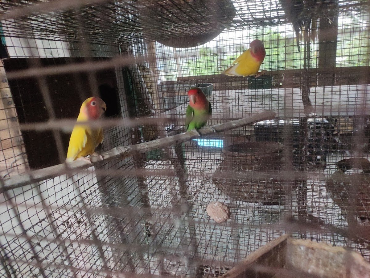 bird breeding farm - Photo 2