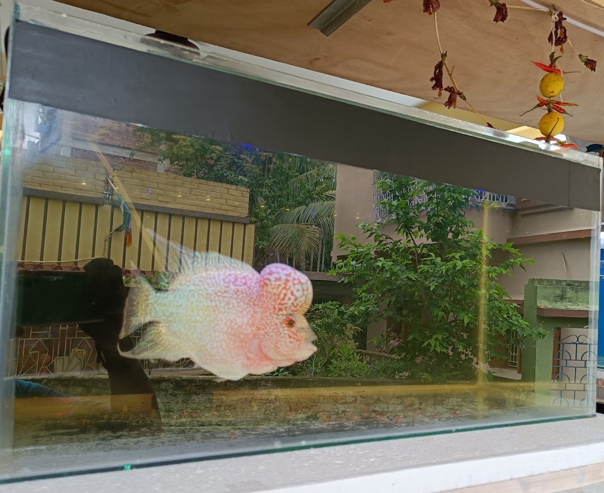 Bittu Aquarium - Photo 2