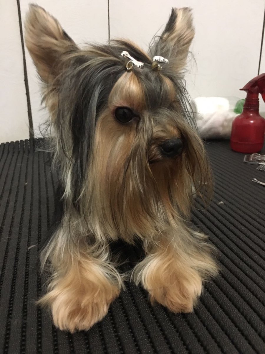 TITIU E BICHANO PET SHOP - Pet Shop em Goiânia