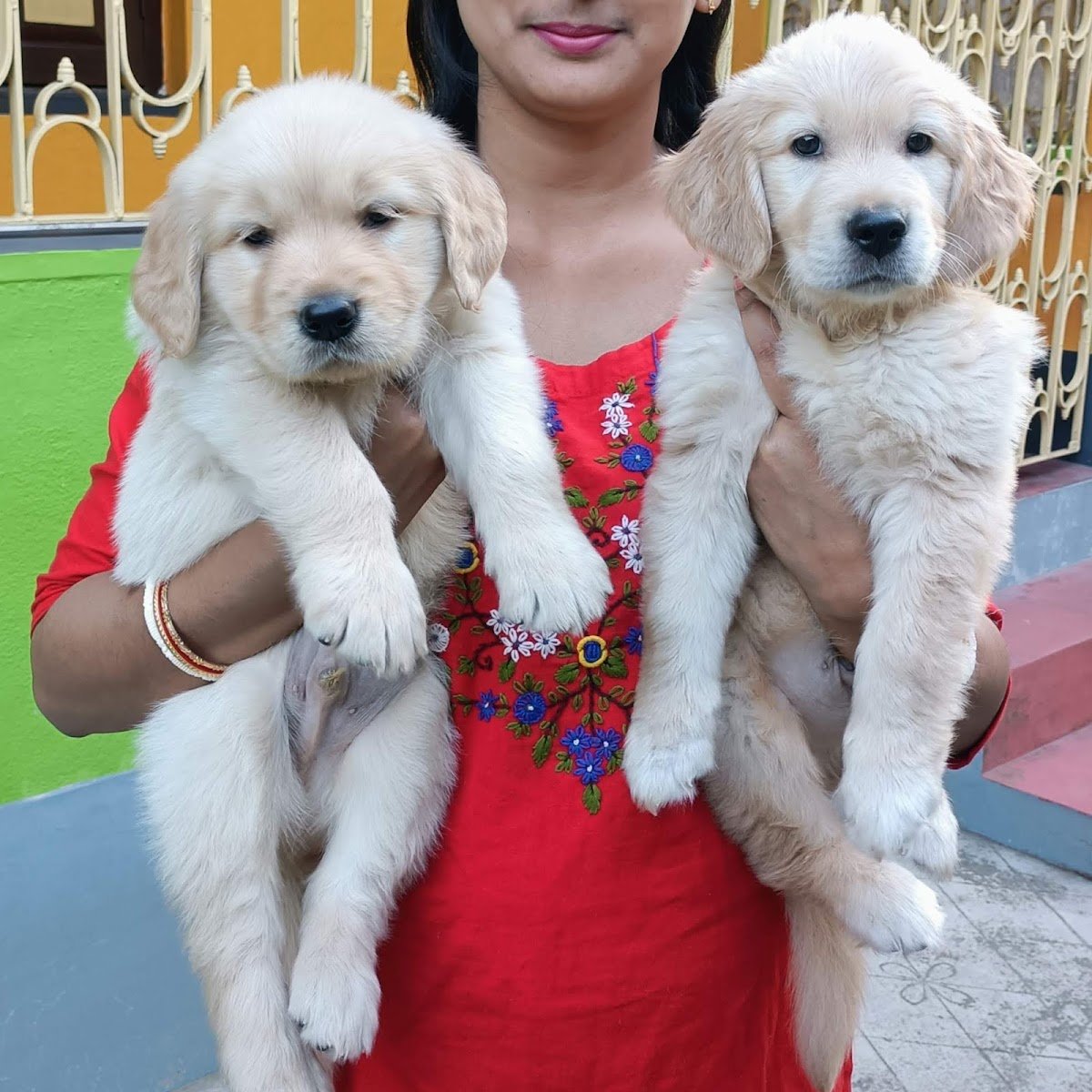 Golden Paws - Photo 2