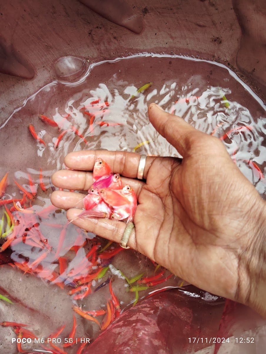 Kundu Fish Fram - Photo 2