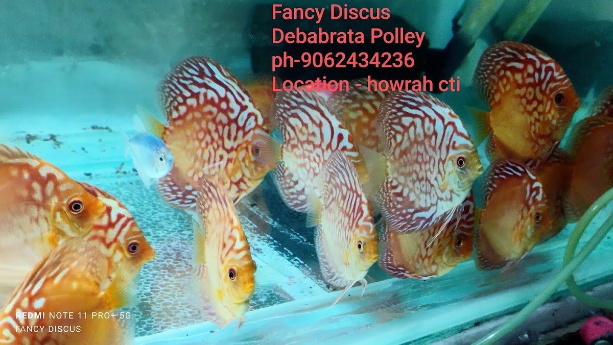 Fancy Discus - Photo 2