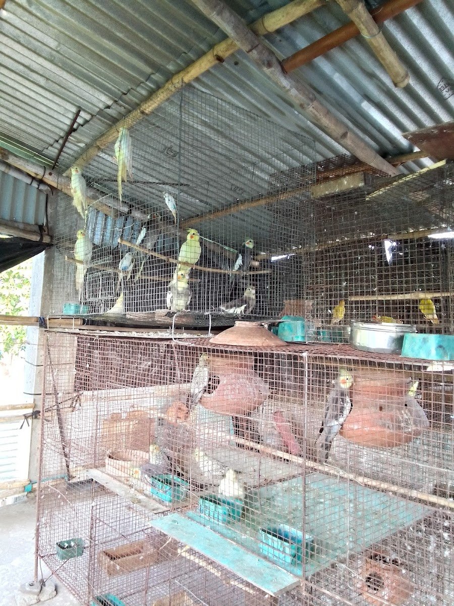 Bird Sop - Photo 2