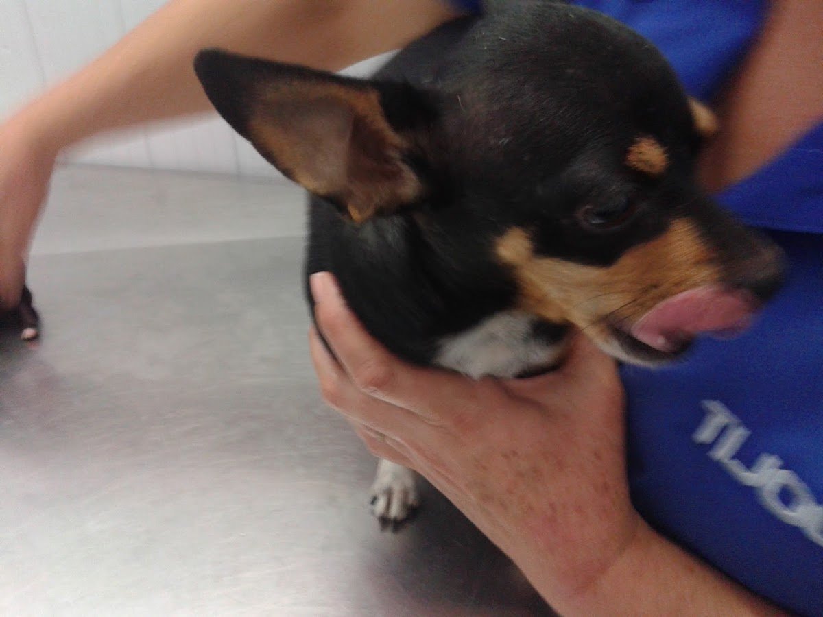 Consultório Veterinário Magnum