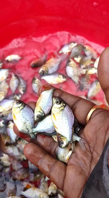 fish seed supplier - Photo 2