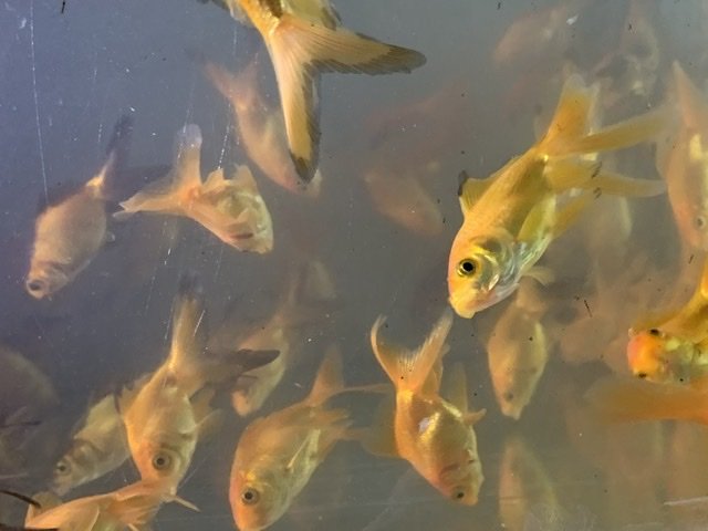 Sarkar Colour Fish Centre - Photo 2
