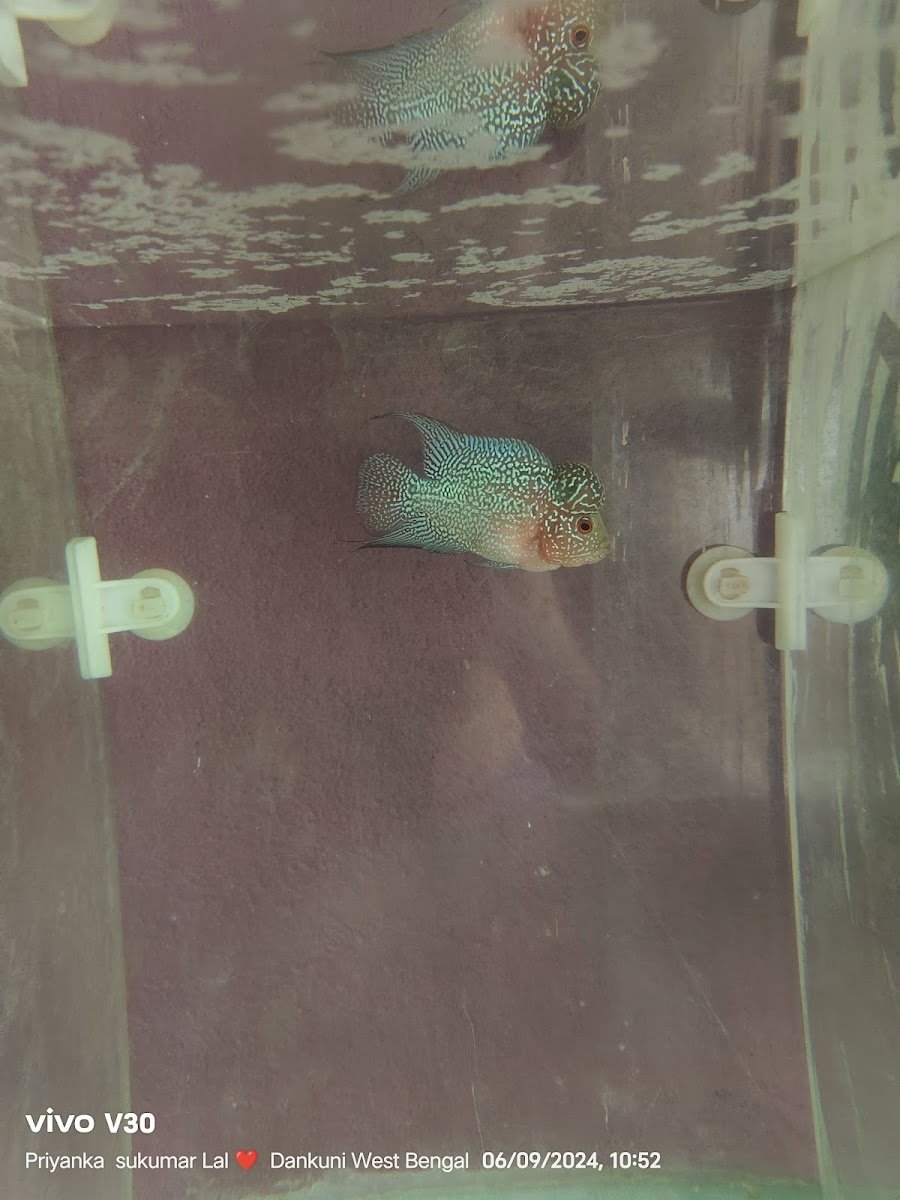 KRISHNA AQUARIUM FARM - Photo 2