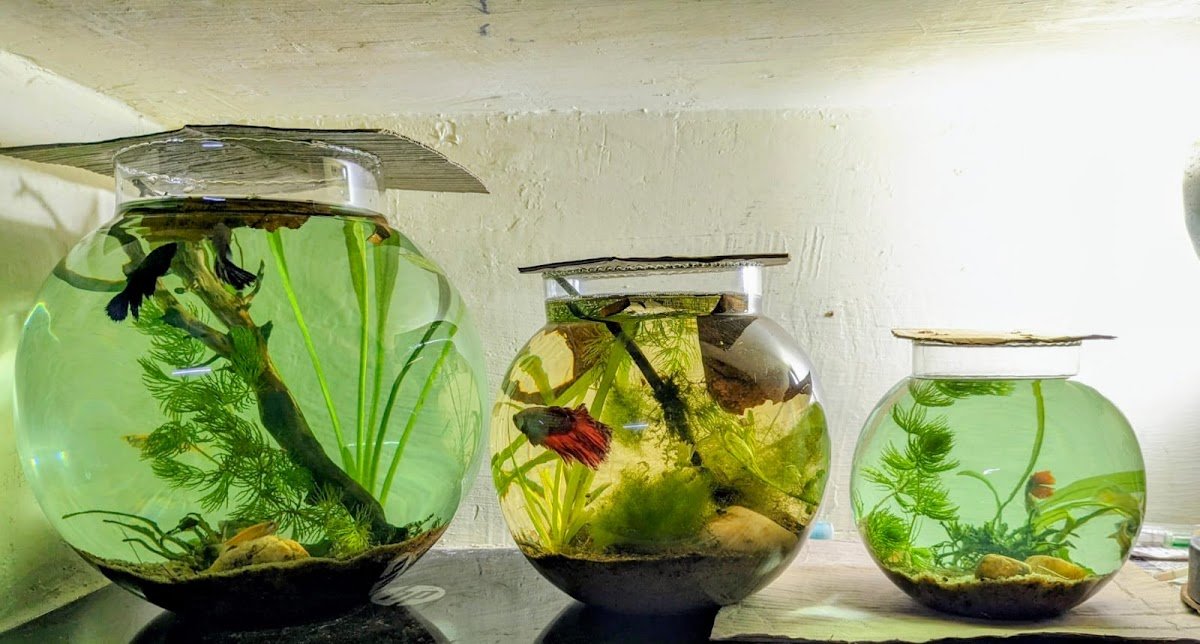 Marine Concepts Aquatic Studio - Photo 2