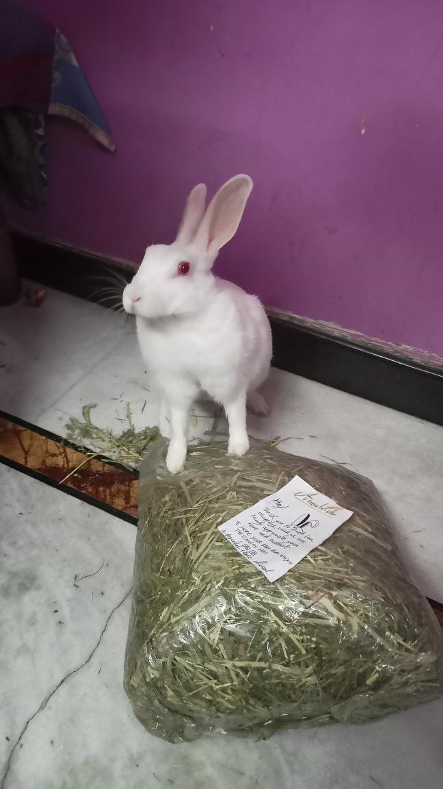 Hoppy Bun - Photo 2