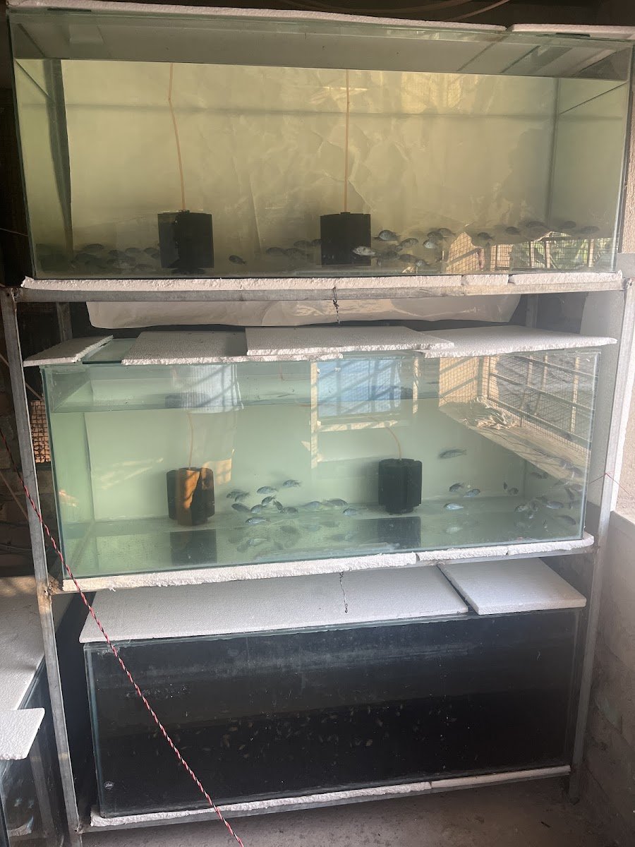 Fish empire - Photo 2
