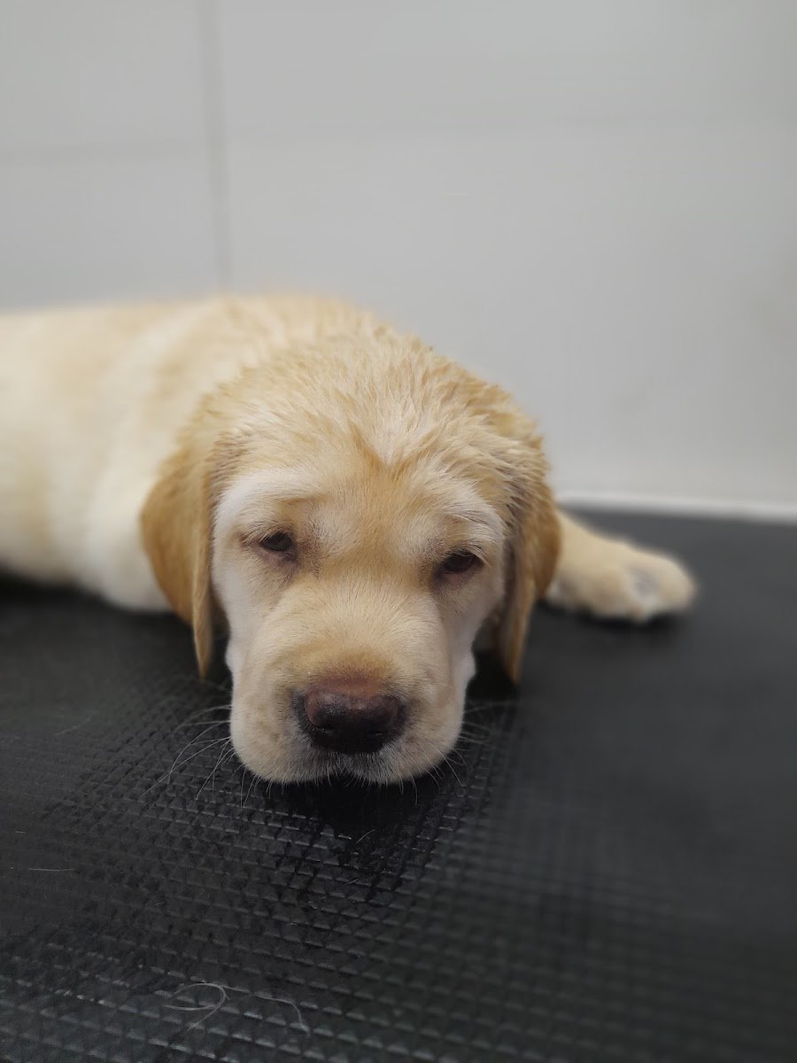 Pet Junction - Photo 2