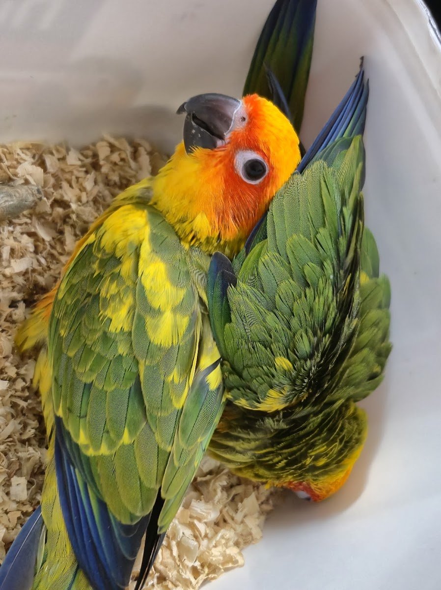 PET - Photo 2