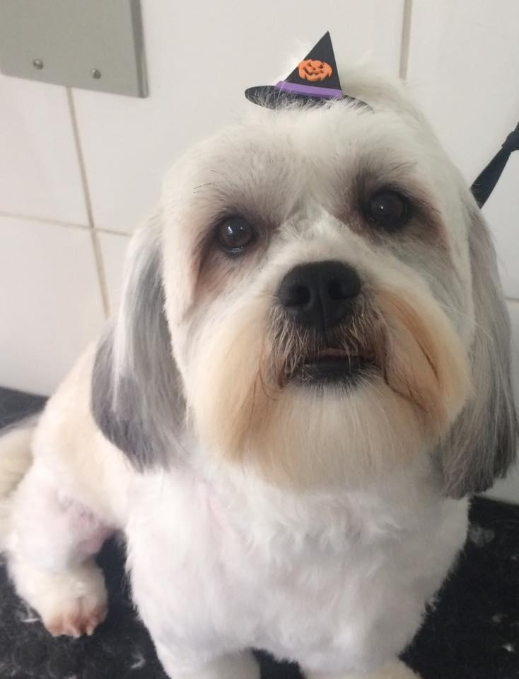 pet shop shampoo e carinho