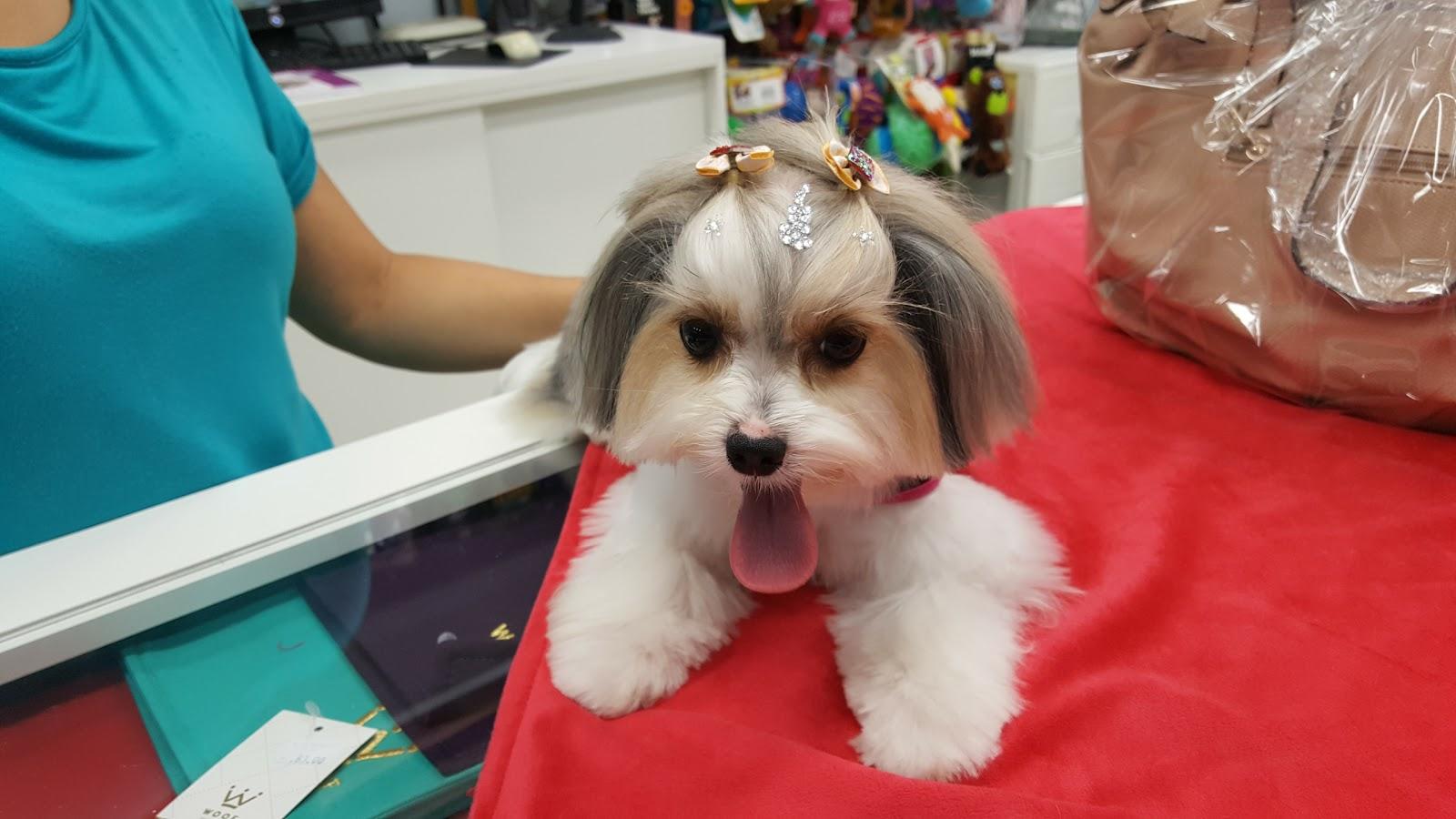 Encrenquinha's Pet Shop