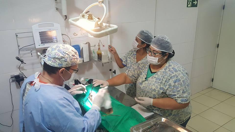 Bichos e Vets Clínica Veterinária - Foto 2