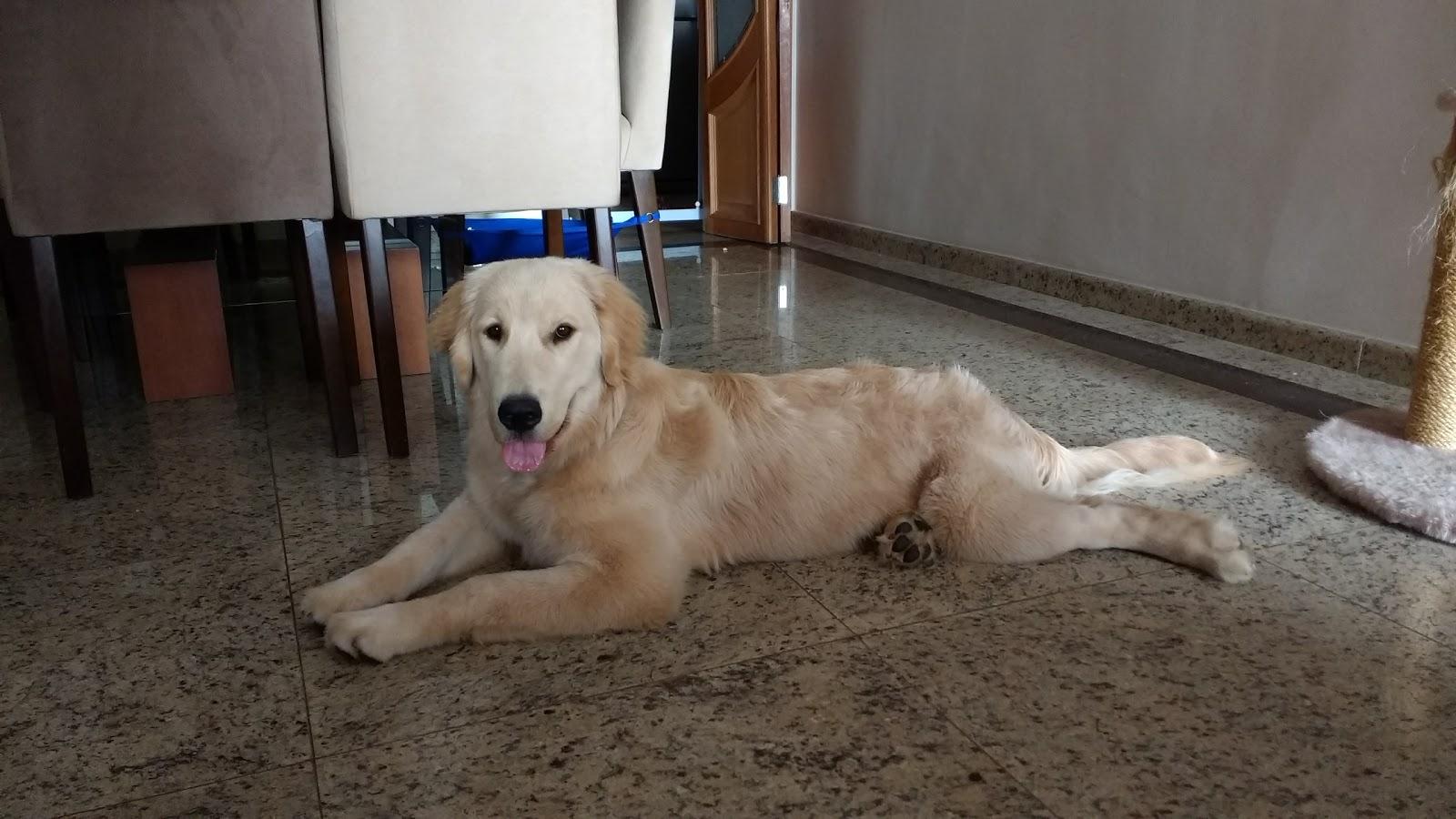 Cão de Mel - Foto 2