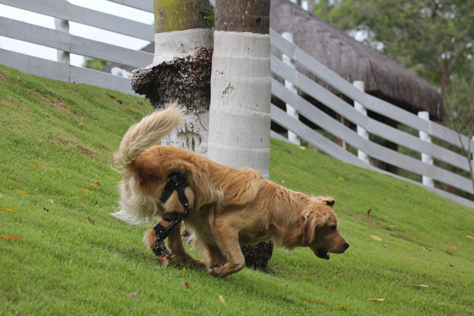 OrthoPets Brazil & South America