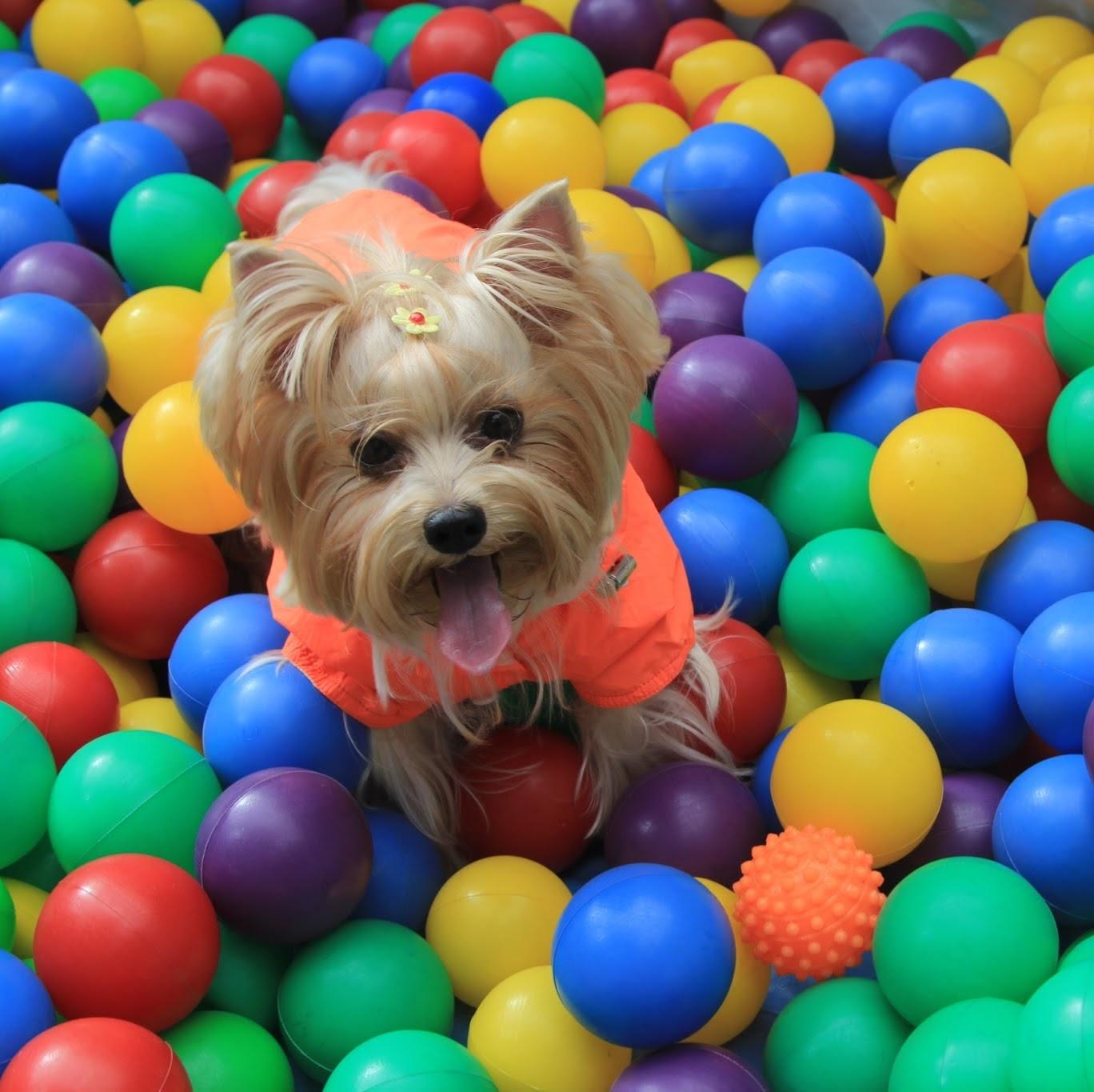 Veterinary Great Bridge