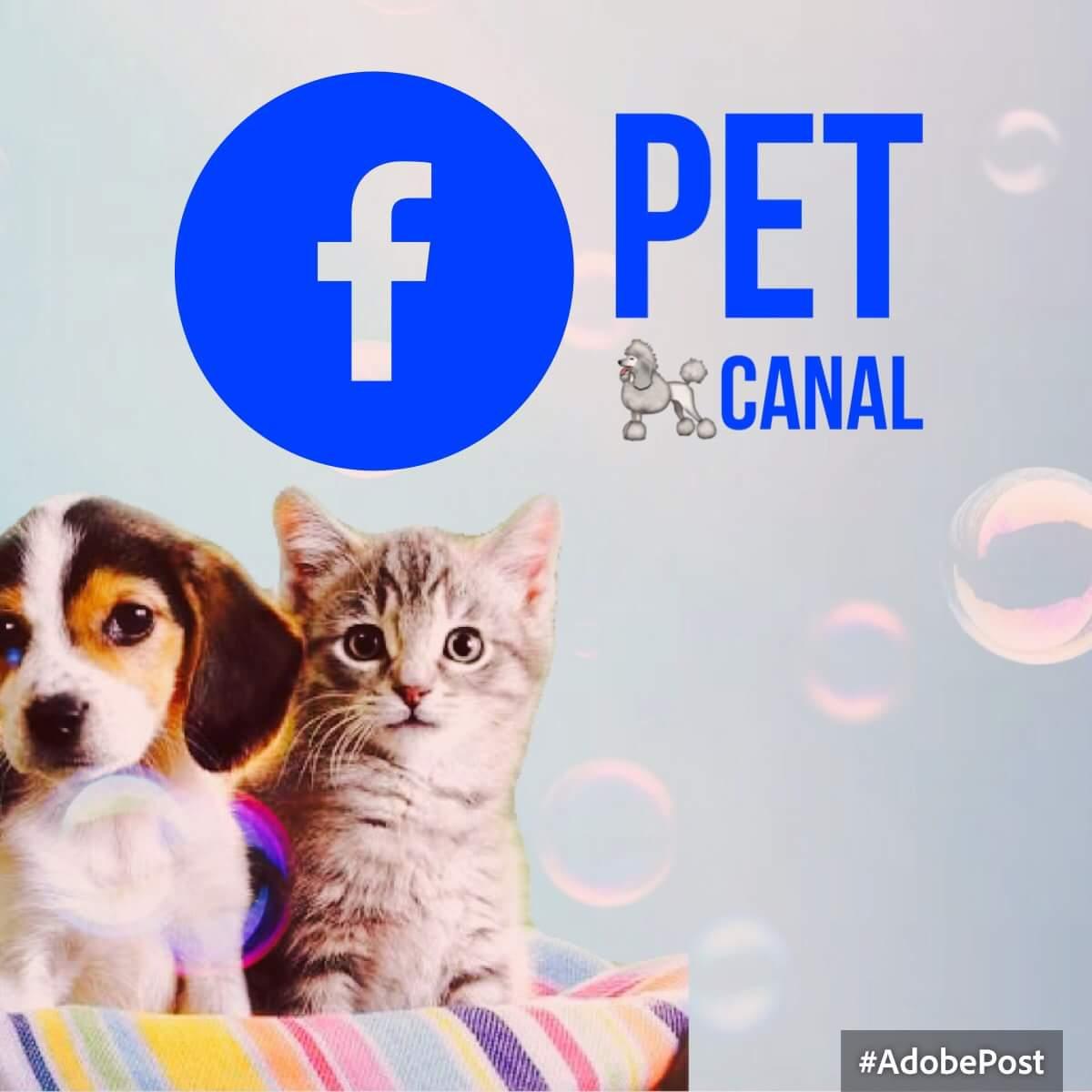 Pet Canal Banho e Tosa