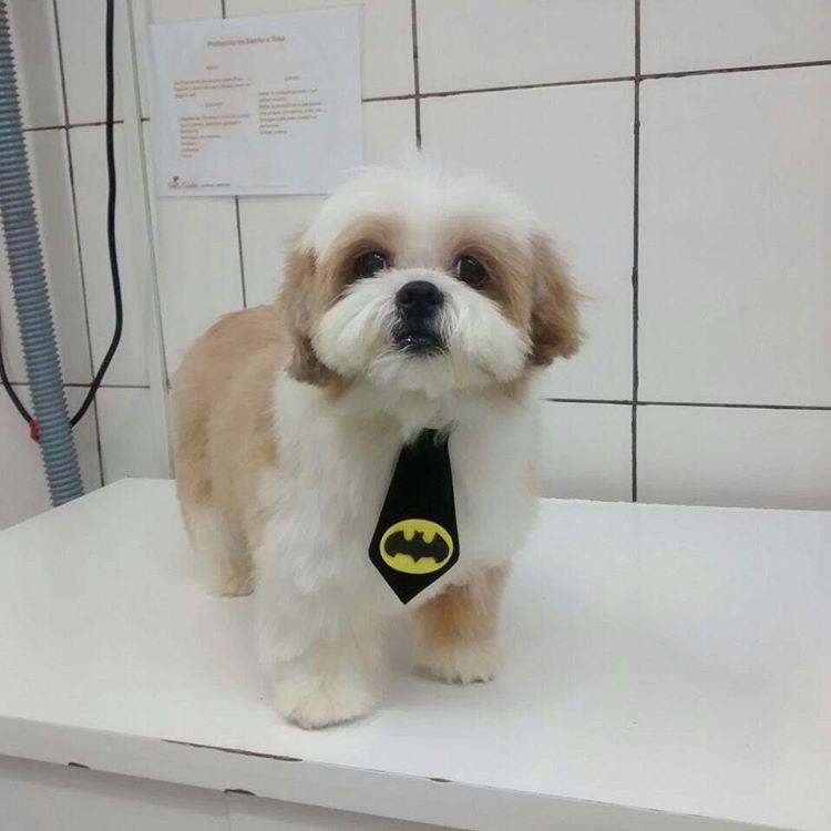 Pet Shop Pelos & Cabelos