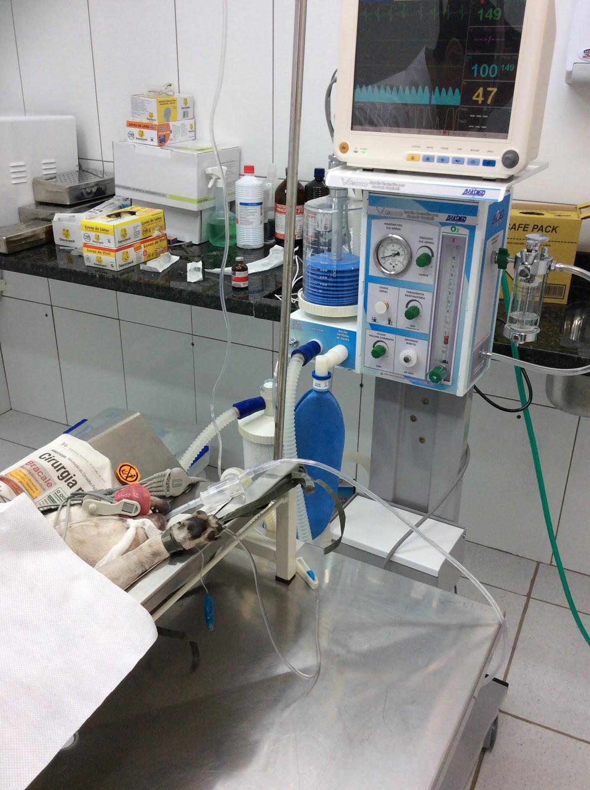 Clínica Veterinária Miados & Latidos