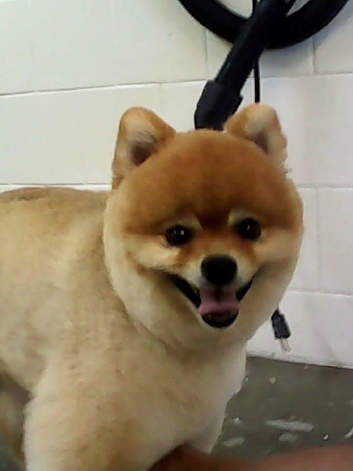 Magic Pet - Foto 3