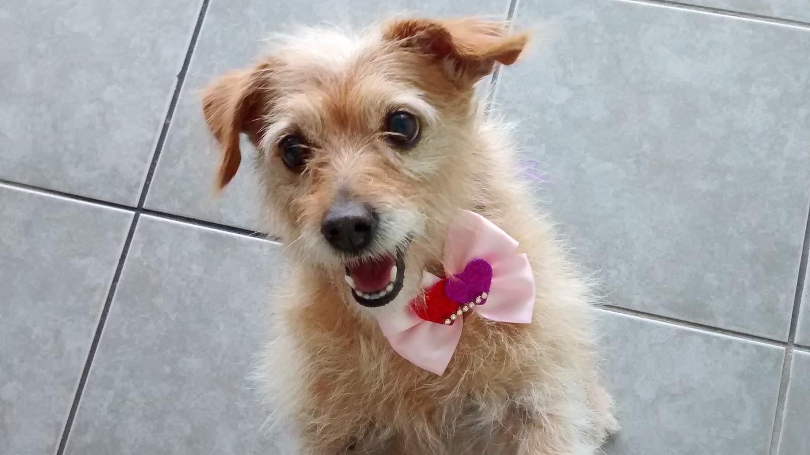 C.A. Vet - Centro de Atendimento Veterinário