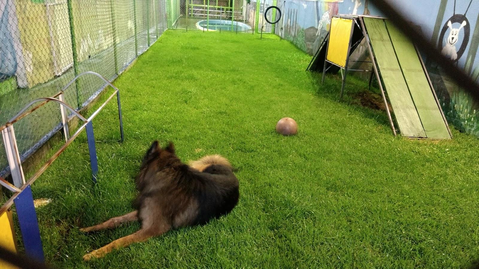 Patas e Petiscos - Foto 4