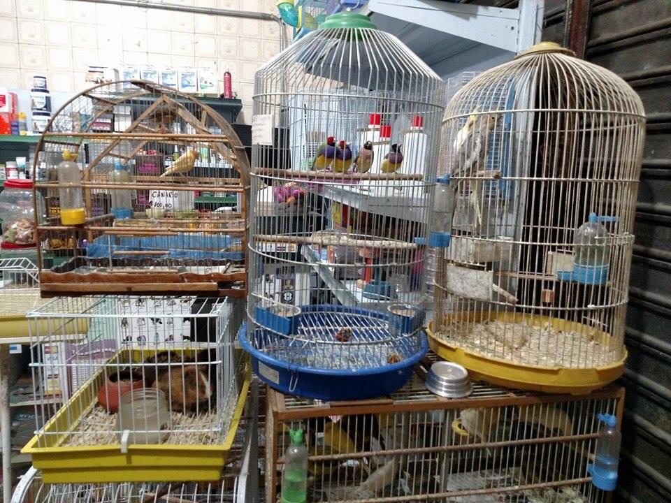 Pet Pan Jaraguá - Whatsapp: (11) 95493-0887 - Foto 5