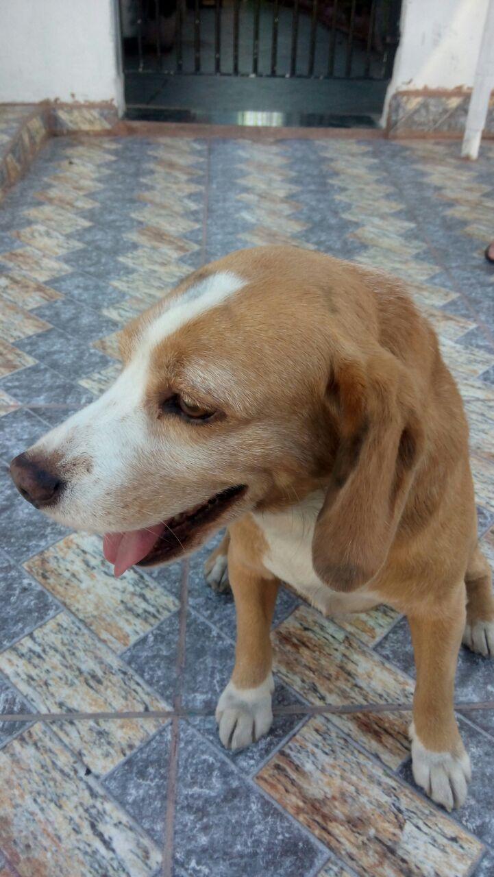 Clínica Veterinária Wilson Grassi