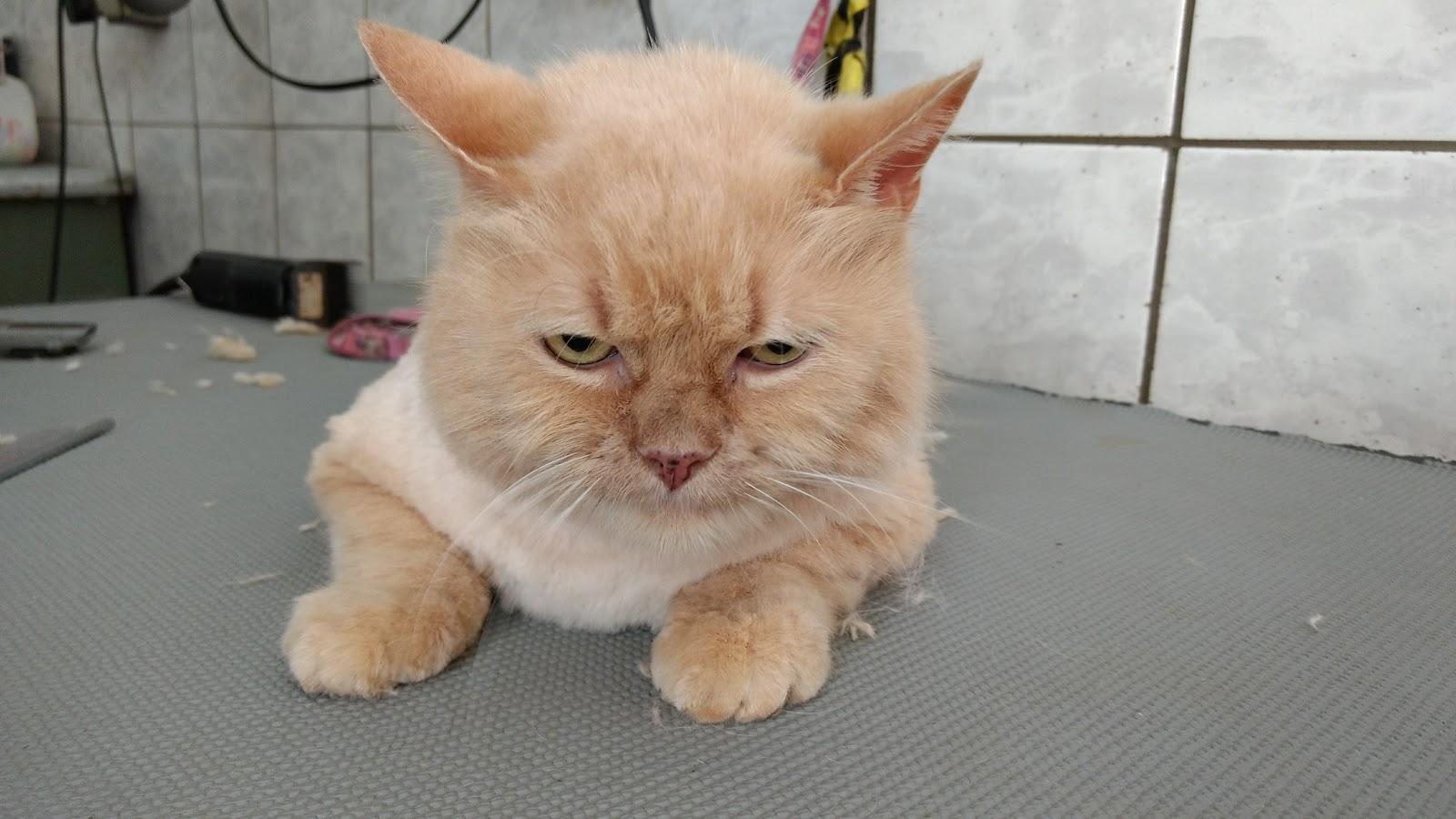 Animal Center - Foto 2