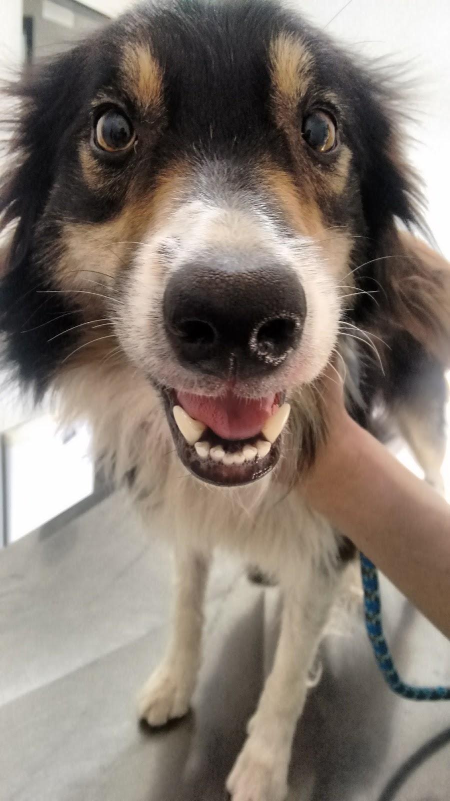 Espaço Veterinário Chiquetosa