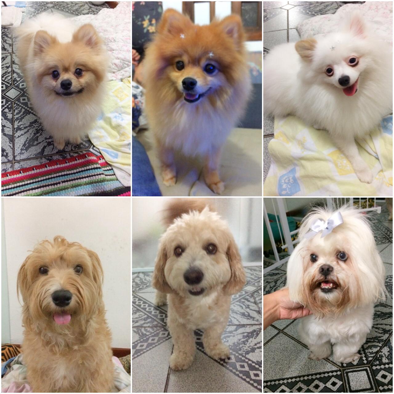 Dog Style Gigi Pet Shop