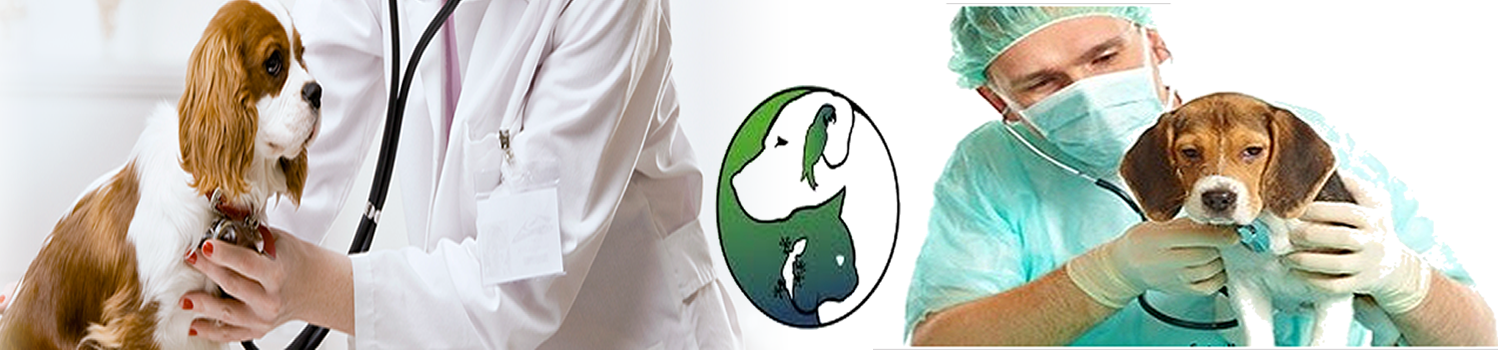 Max Vet Hospital Veterinario - Itaquaquecetuba