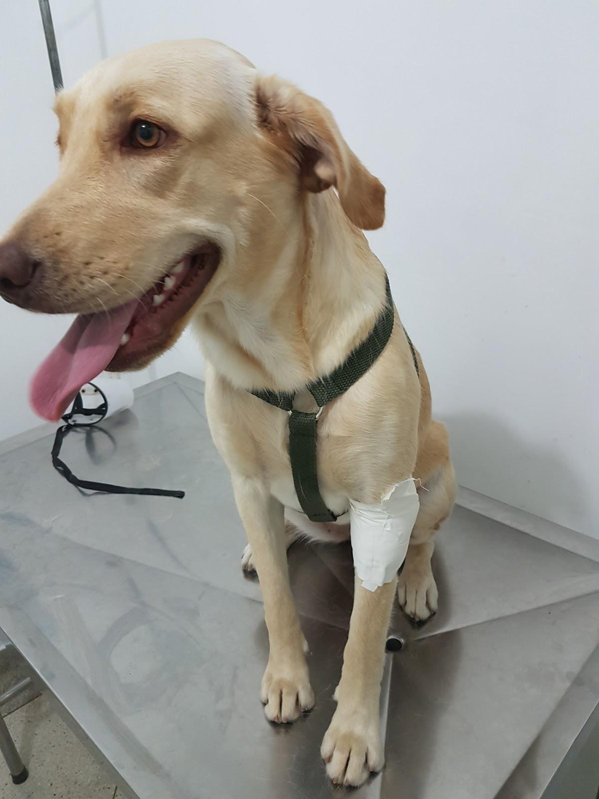 HCV - Veterinary Hospital