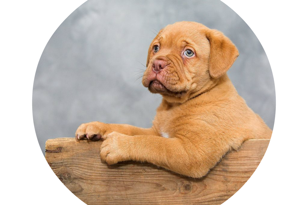 Analyse Vet - Laboratório Veterinário