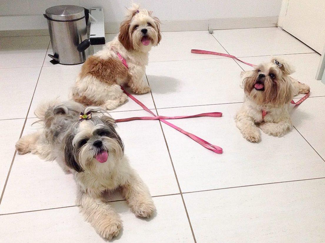 Vip Clínica Pet – Veterinário