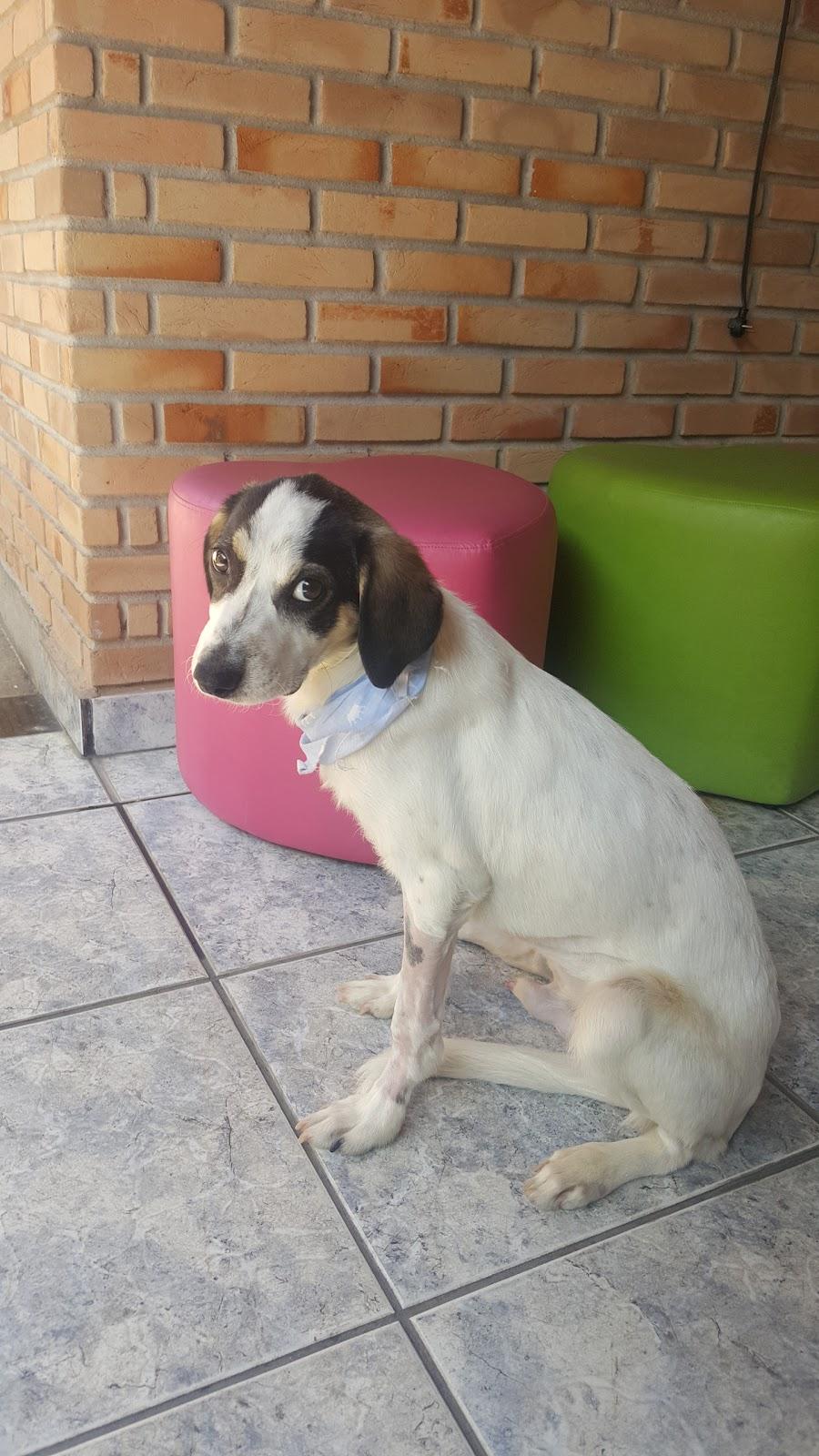 Barking & meows - Pet Shop em Taubaté