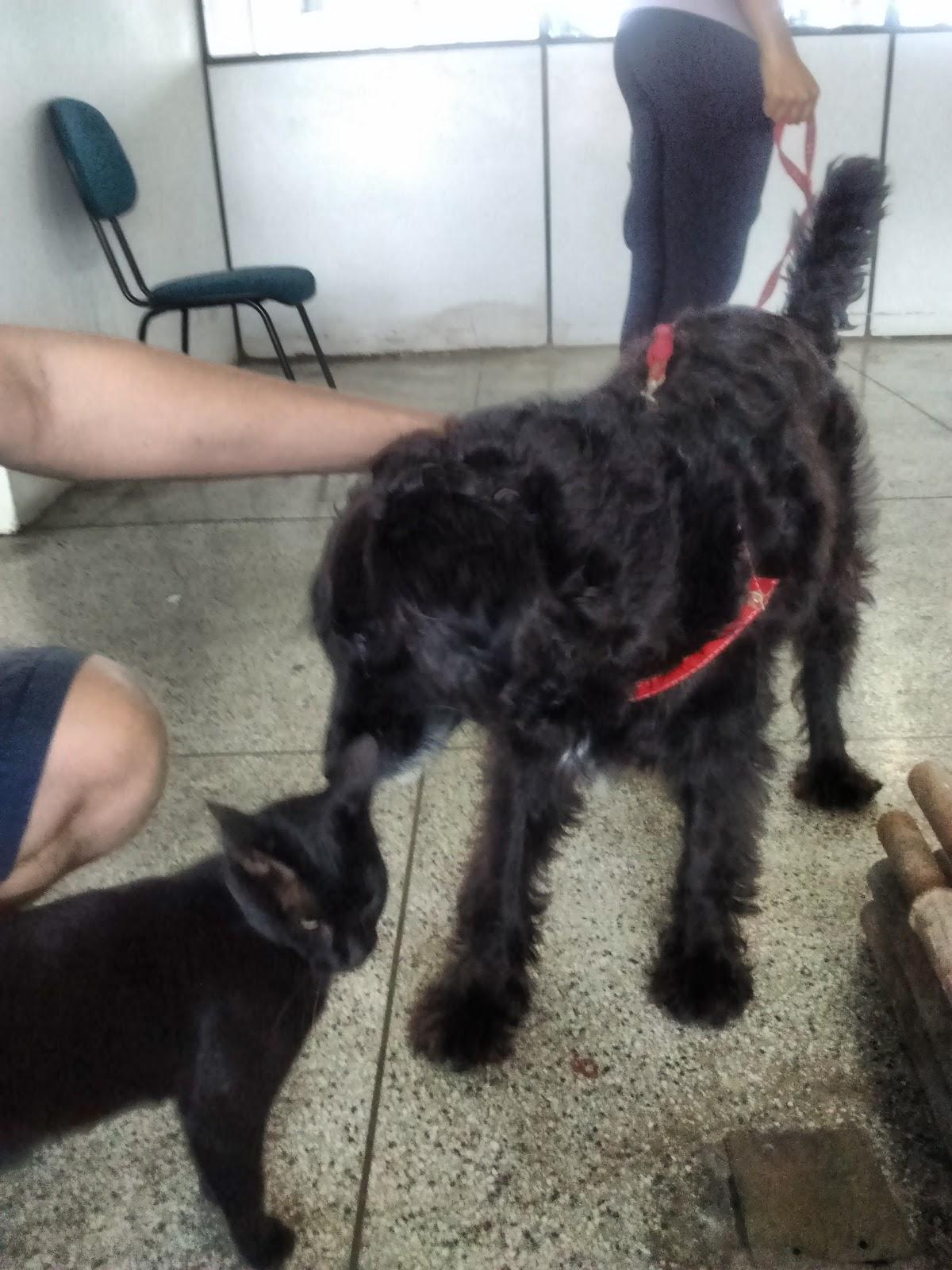 Rações Cotia - Foto 2
